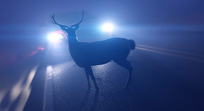 Deer on the road